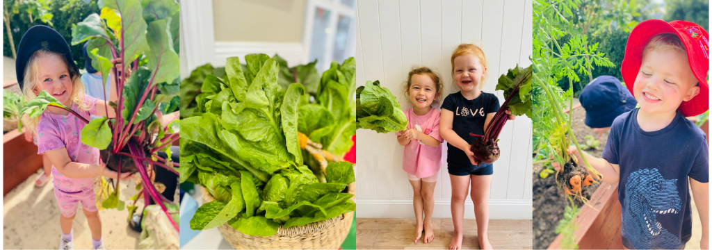 Grow Early Education Gunnedah children are caring for their gardens ensuring their vegetables grow big and healthy so they can harvest them and use them in their weekly cooking classes